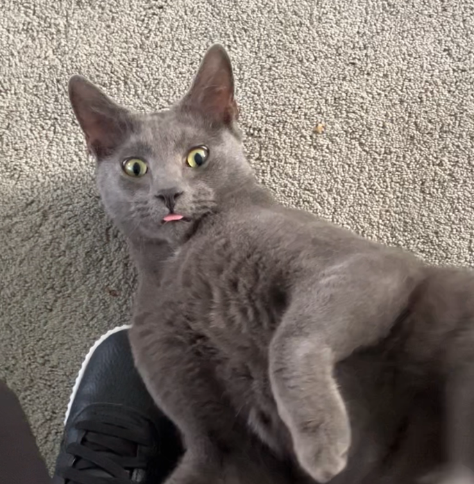 Cat picture with tongue out